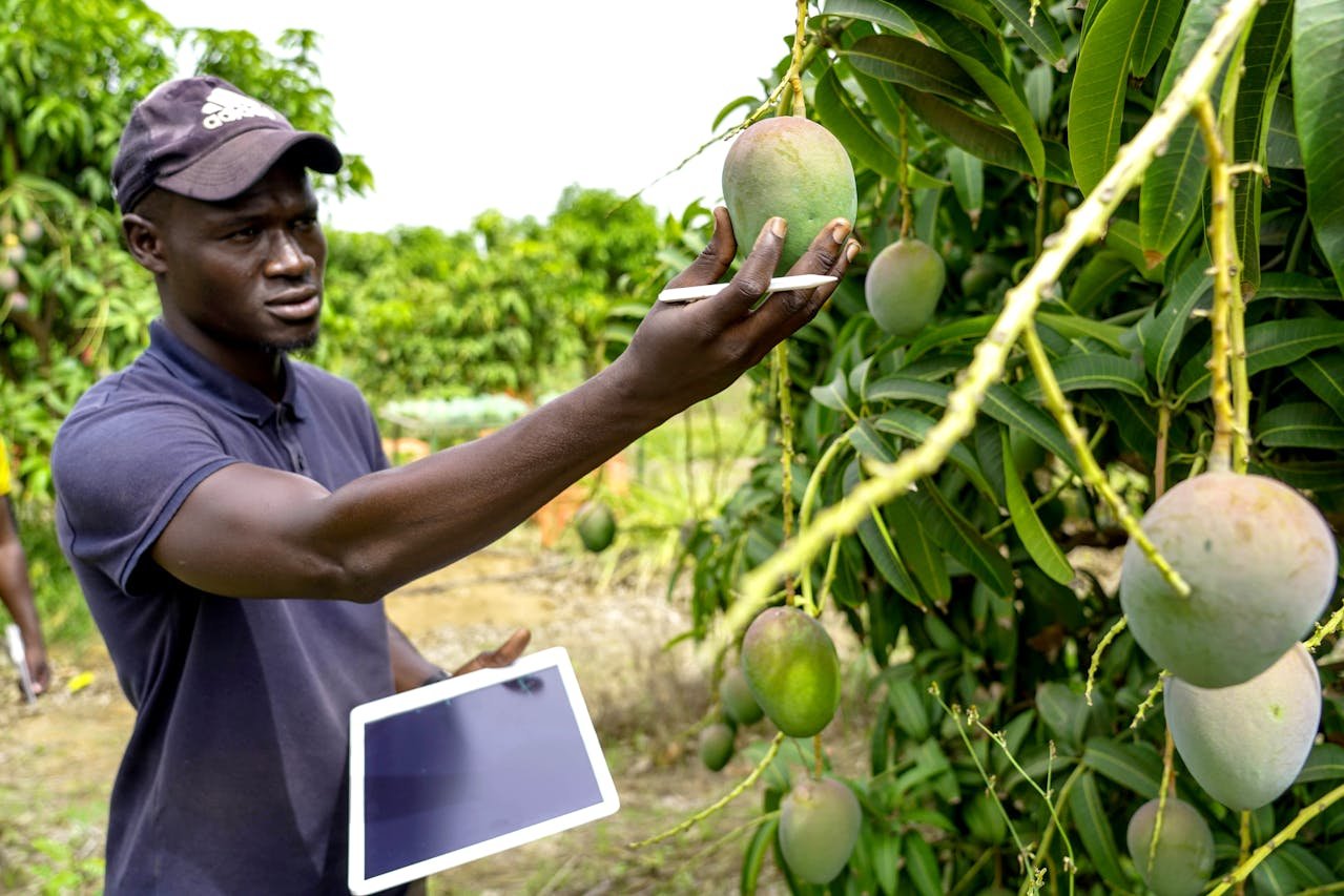 Crop Yield Prediction Platform with Satellite Imagery and AI